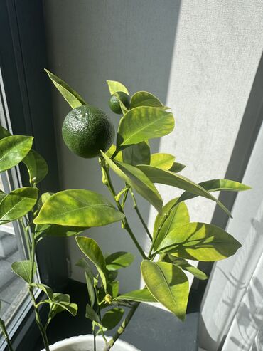 лимон растение: Домашний мандарин