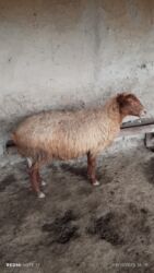 Коровы, быки: Самка, лет: 3, Для разведения, Самовывоз