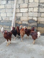 Digər quşlar: 6 eded 3 ayliq amroks cinsi(3 fere 3 xoruz)6 ededi 65azn. 8 eded 5 — 9