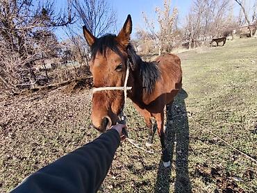 Лошади, кони: Продаю | Кобыла (самка) — 7