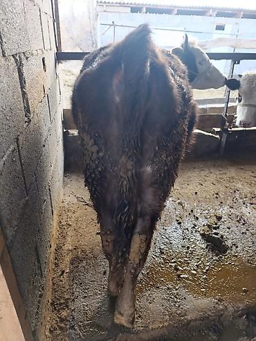 Коровы, быки: Продаю | Бык (самец) | Герефорд | На откорм | Привязанные — 20