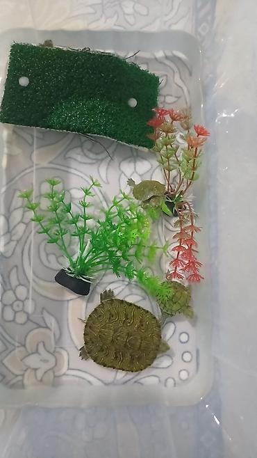 Продам с/х животных: Красноухие черепахи (Trachemys scripta elegans) Описание: - — 2