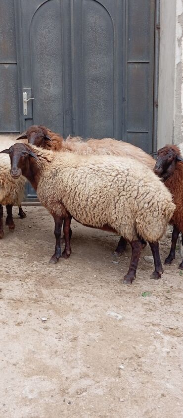 Qoyunlar, qoçlar: Salam ünvan Bakıin maştağa kendi obşi 8 baş heyvanlar 1 baş ana-bala — 4