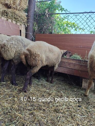 Gəmiricilər: 2 ci qarına 10-15 gündür gedib qoça qızılqulaqdır cavan heyvandı Real