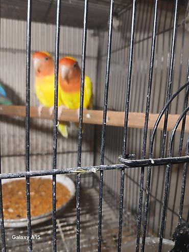 kanarya bulbulu: Məhsul: Sevgi quşları (Lovebird) – cüt Təsvir: - Parlaq sarı bədən — 4