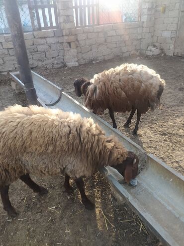 Qoyunlar, qoçlar: Erkək, Qala, il: 1, Ətlik, Ünvandan götürmə lalafo.az -da Qoyunlar, qoçlar: Erkək, Qala, il: 1, Ətlik, Ünvandan götürmə