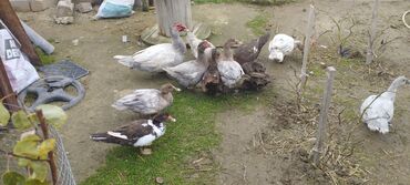 Ördəklər: Həm kəsilməli həm də damazlıq original təmiz cins lal ördəklər ( — 1