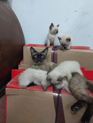 породистые котята в добрые руки: Siam, Erkək, Dişi, Pulsuz çatdırılma
