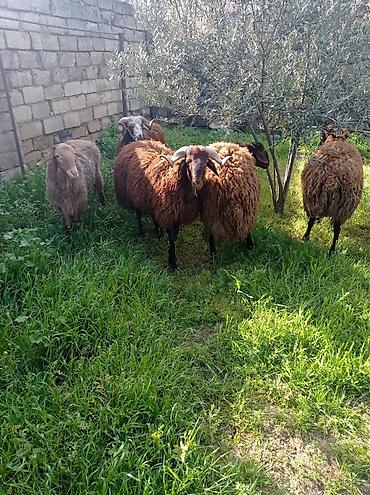 Mal-qara: Erkək, Qala, il: 1, 70 kq, Ətlik, Damazlıq, Ünvandan götürmə — 2