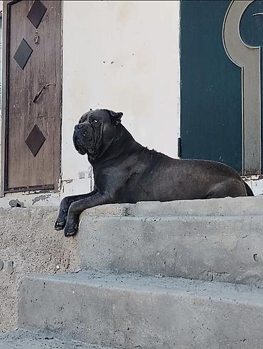 cane corso yavru: Kane-Korso, 2 il, Erkək, Peyvəndli, Ödənişli çatdırılma, Ünvandan götürmə — 3