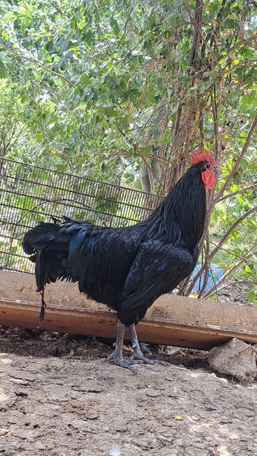 Xoruzlar: Xoruz, il: 1, Pulsuz çatdırılma — 10