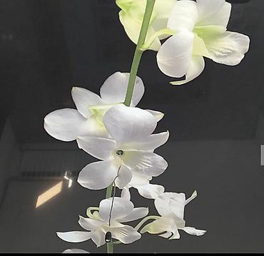 Натяжной потолок: Натяжной потолок Глянцевое, Матовое, 3D потолки — 19