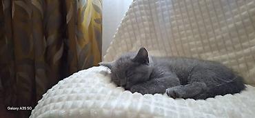 Мышыктар сатылат: Британский короткошёрстный котёнок (окрас «голубой») - Плюшёвая — 1