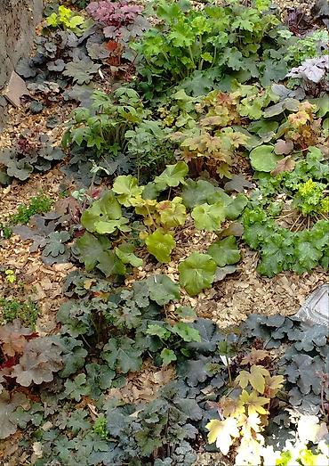 Другие садовые цветы и кустарники: Продаю гейхеру. В коллекции более 80 сортов. Звоните по тел. Вацап — 30