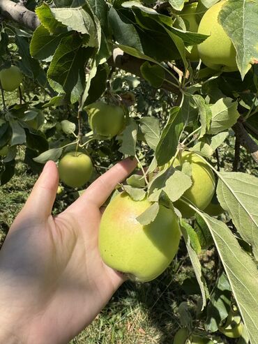 корейские ополовка: Алмалар Голден, Дүңүнөн