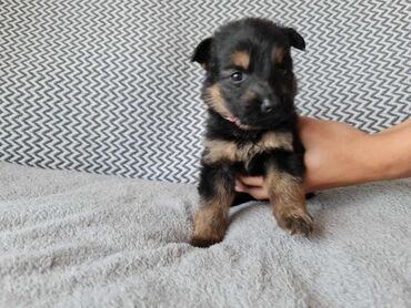 Psi: German Shepherd puppies for sale Healthy and very strong German