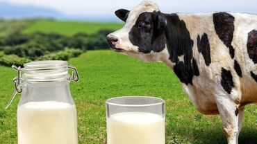Молочные продукты и яйца: Продаю пастеризованное обезжиренное молоко с доставкой. 
25 сом / л