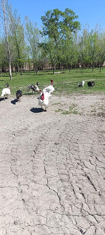 Индюки: Продаю | Индюшка (самка) at lalafo.kg — 1 Индюки: Продаю | Индюшка (самка) — 1