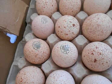 Птицы: Инкубационные яйца индюка тяжелого кросса Хайбрид Конвектер (Hybrid