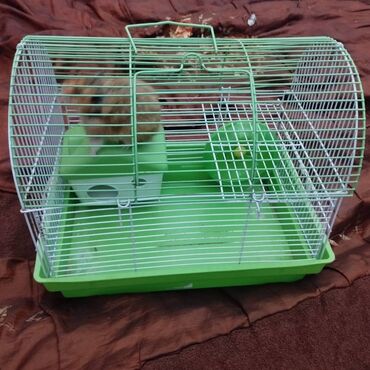 Gəmiricilər: Salam. Disi xomyak satilir. Qefesle birge. Qefesde gorduyunuz her sey -da lalafo.az — 9 Gəmiricilər: Salam. Disi xomyak satilir. Qefesle birge. Qefesde gorduyunuz her sey — 9