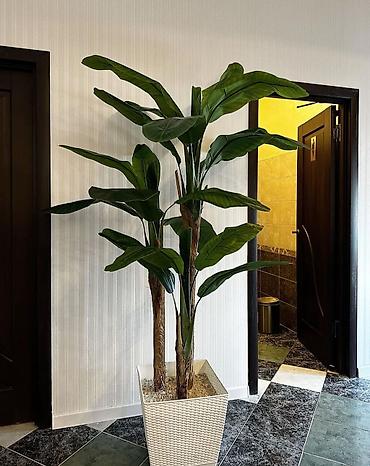 Декоративные цветы: Искусственные деревьяи цветы для вашего интерьера Адрес: г. Бишкек. ул — 12