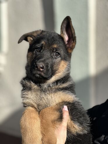 лабрадор сколько стоит щенок: Бишкек ᐈ Собаки ▷ 6376 объявлений ➤ lalafo.kg