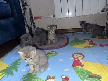 pişik sekilleri: Şotland, Erkək, Dişi, Yaxşı əllərə, Ünvandan götürmə