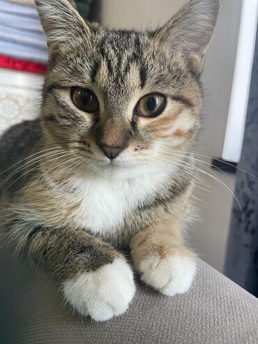 сиямские кошки: Отдадим кошечку в добрые руки:) Кошке 1