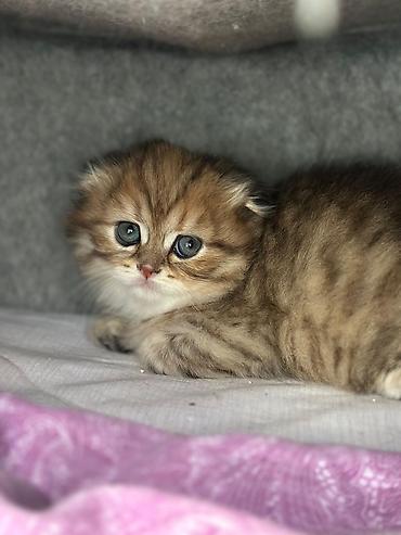 Кошки: British Longhair/Scottish Fold tipli balaca pişik balası - Rəng — 1