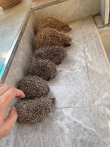 100 l akvarium: Sizin də bağ evinizin ilanlardan qorunmasına ehtiyyac varsa bizimlə — 2