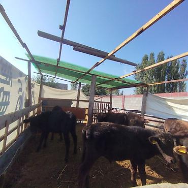 Продам с/х животных: ЭРКЕК ТОРПОКТОР САТЫЛАТ цена в круг договорная. местные ходяки — 2