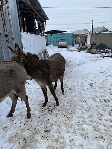 Другие с/х животные: Осел с серым окрасом шерсти, находящийся на заснеженной территории — 7