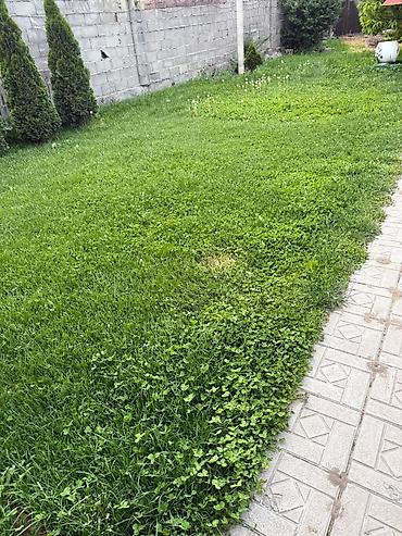 прополка травы: Уборка территории, Стрижка газона — 2