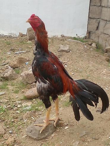 heyvan bazari: Xoruz, Brazil, il: 1, Ünvandan götürmə — 8