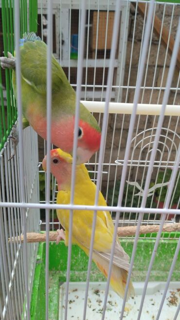 İtlər: Sevgi quşlari Sevda papağanı (Lovebird) cütü və qəfəs Təsvir: -