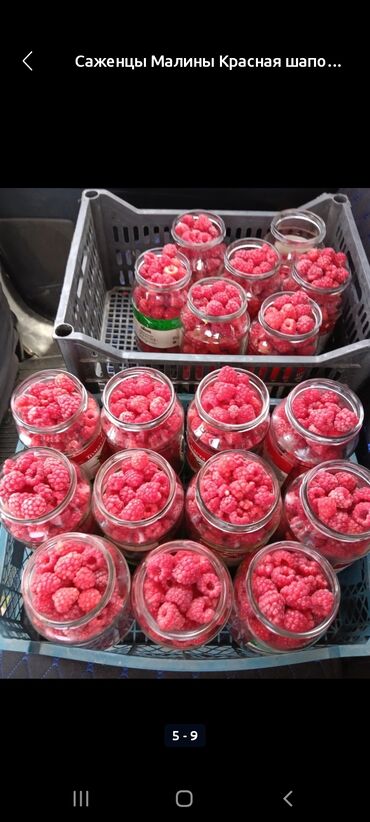 сколько стоит большой аквариум: Месный малина кочот сатылат 25 сом шт at lalafo.kg сколько стоит большой аквариум: Месный малина кочот сатылат 25 сом шт