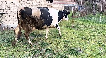 kənd təsərrufatı heyvanları: Temiz ivanofka inek 3-cu balaya 3 ayliq Bogazdir. Hal hazirda 18 litr — 1