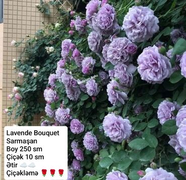 Şitillər: Sort qizilgul kollari ve sarmasanlarinin satişi .Ozumuz calaq yolunile -da lalafo.az — 9 Şitillər: Sort qizilgul kollari ve sarmasanlarinin satişi .Ozumuz calaq yolunile — 9