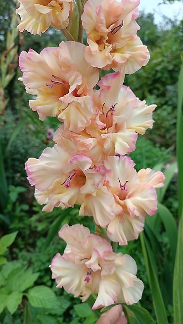 Другие садовые цветы и кустарники: Гладиолусы — срезочные и садовые сорта, показанные на фото: - — 7