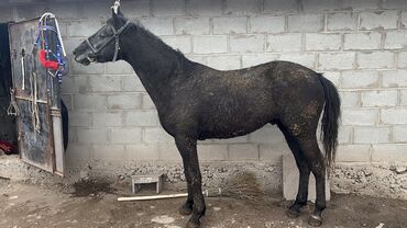 ноокат ат: Жазга 4жаш айгыр сатылат.
Аляскар атанын сарайынан чыккан тай кезинде