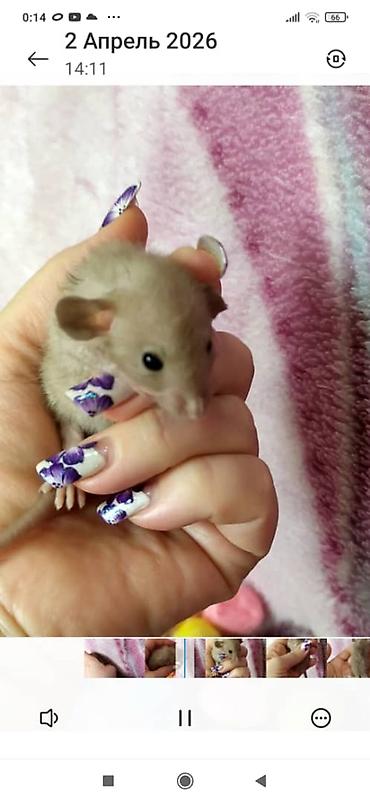 Другое: Привет друзья !!! Питомник Rat haus Love предлагает долгожданный помет — 10