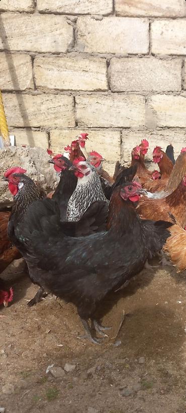 Toyuqlar: Toyuq, Damazlıq, Ödənişli çatdırılma — 7