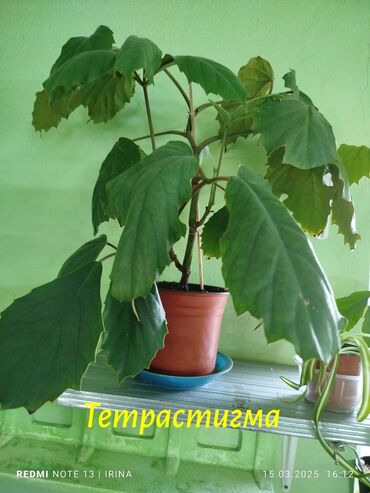 розы для сада: Гибискусы,л