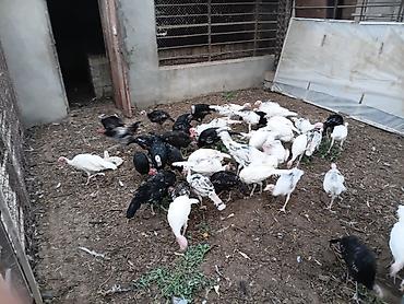 hindus: Məhsul: Hind quşları (sürü halında) Qiymət son 1 eded 25 azn Təsvir: - — 6