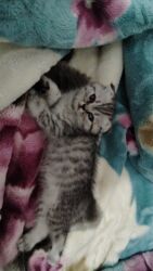 самюн ван в таджикистане: Britan yastı qulaq, Dişi, Yaxşı əllərə, Pulsuz çatdırılma