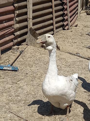 bala tutuquşu: Xalmaqorla qarişıqdır 6 aylıq tam sağlam 2 ədəddir qiymət 1nə — 3