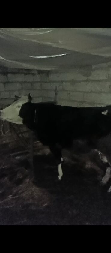 Inəklər, öküzlər: Erkək, il: 1, Damazlıq, Ünvandan götürmə — 9