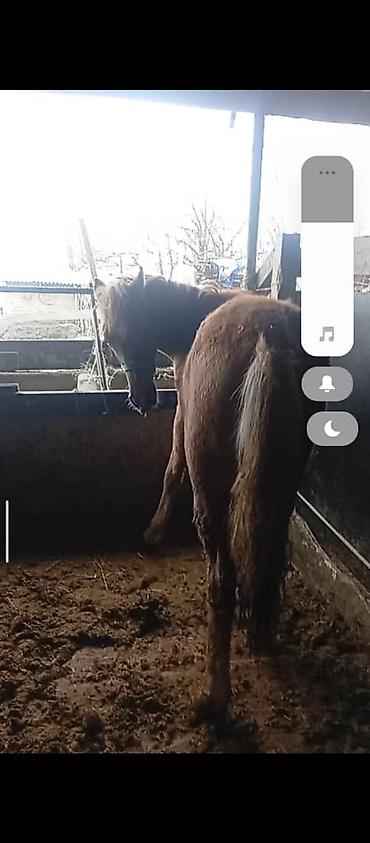 Лошади, кони: Продаю | Жеребец | Дончак — 7