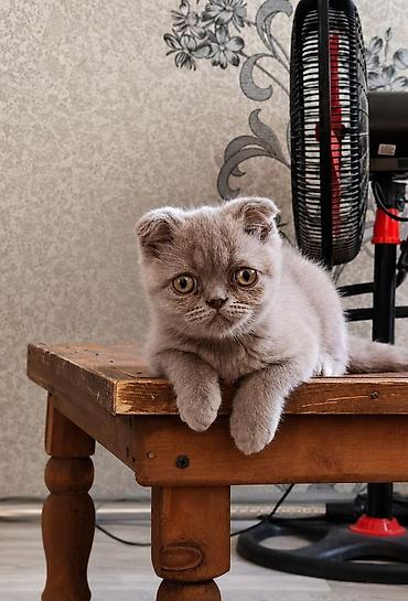 мыши: Скотиш Фолд (Шотландская вислоухая), 4 месяца, Мальчик, Лиловый, Приучена к лотку — 2