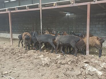 трава для животных: Продаю | Овца (самка), Баран (самец) | На забой